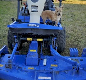 Iseki SF310 Commercial 4WD Mower