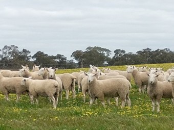 Border Leicester Rams 