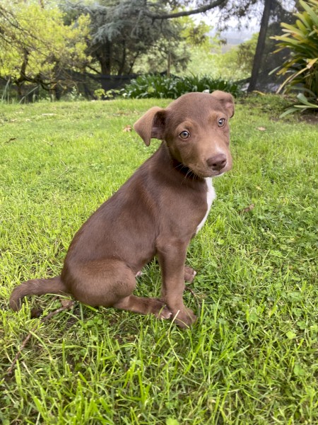 READY TO GO TO A HOME NOW  Working Kelpie X Collie Pups 