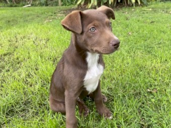 READY TO GO TO A HOME NOW  Working Kelpie X Collie Pups 