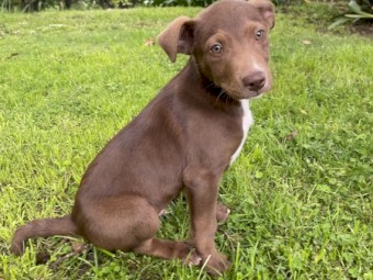 READY TO GO TO A HOME NOW  Working Kelpie X Collie Pups 