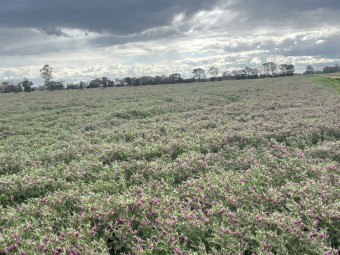Vetch Hay New Seasons