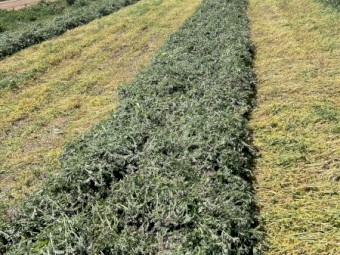 Vetch Hay New Seasons