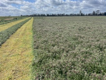 Vetch Hay New Seasons