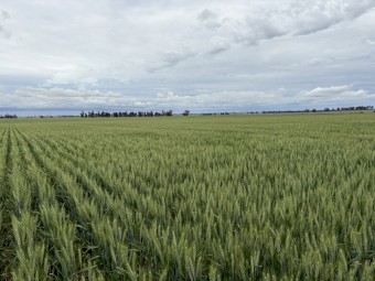 WHEATEN HAY- EOI Cutting before mid October