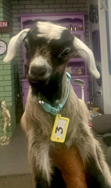 Starter breeding business HERD of miniature goats 80 mostly breeding does. PETS ONLY