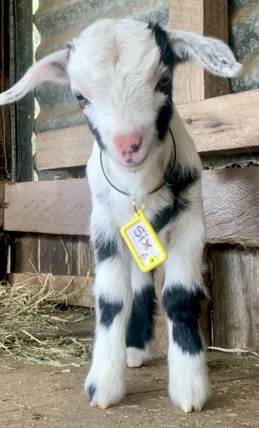 Starter breeding business HERD of miniature goats 100 mostly breeding does. PETS ONLY