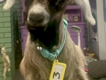 Starter breeding business HERD of miniature goats 100 mostly breeding does. PETS ONLY