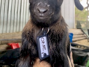 Starter breeding business HERD of miniature goats 100 mostly breeding does. PETS ONLY