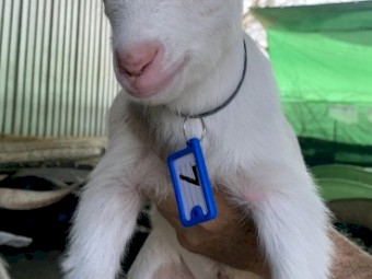 Starter breeding business HERD of miniature goats 100 mostly breeding does. PETS ONLY