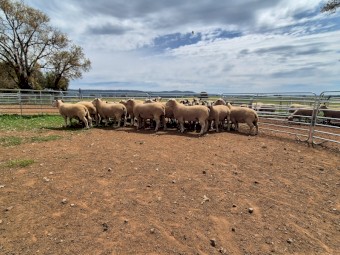 37 Charollais Rams for sale 12 months ready to go to work