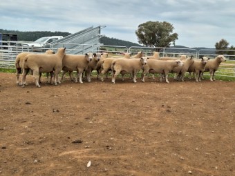 37 Charollais Rams for sale 12 months ready to go to work
