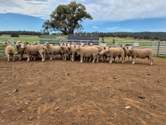 37 Charollais Rams for sale 12 months ready to go to work