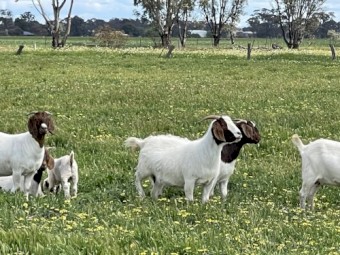 Boer Goat Does