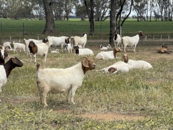 Boer Goat Does