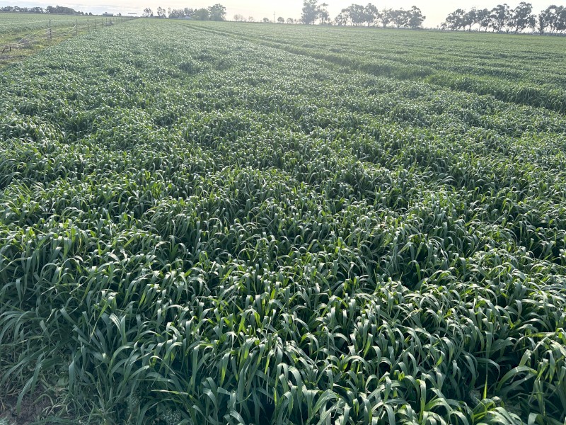 1000mt Barley Hay 5x4 Round Bales