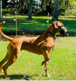 Purebred Boxer puppies