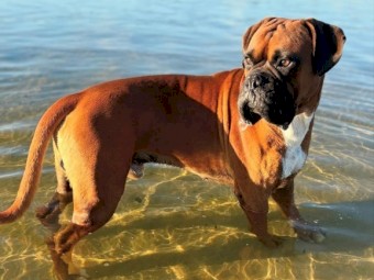 Purebred Boxer puppies