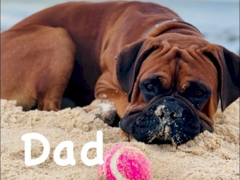 Purebred Boxer puppies