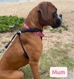 Purebred Boxer puppies