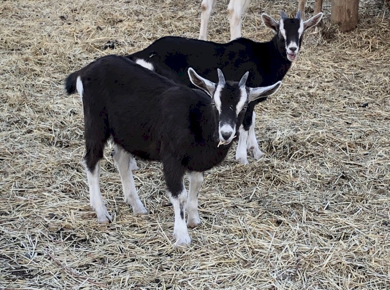 CARING HOMES WANTED FOR TAME DOELINGS! CAE TESTED Friendly Young Toggenburg Dairy Goat Doelings & Wethers