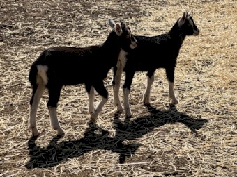 CARING HOMES WANTED FOR TAME DOELINGS! CAE TESTED Friendly Young Toggenburg Dairy Goat Doelings & Wethers