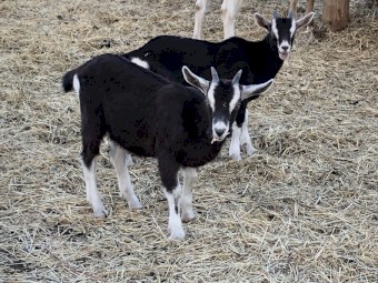 CARING HOMES WANTED FOR TAME DOELINGS! CAE TESTED Friendly Young Toggenburg Dairy Goat Doelings & Wethers