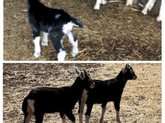 CARING HOMES WANTED FOR TAME DOELINGS! CAE TESTED Friendly Young Toggenburg Dairy Goat Doelings & Wethers