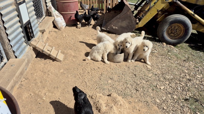 Maremma Livestock Guardian Pups For Sale - Campaspe Working Dogs