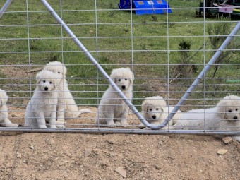 Maremma Livestock Guardian Pups For Sale - Campaspe Working Dogs