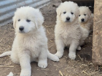 Maremma Livestock Guardian Pups For Sale - Campaspe Working Dogs