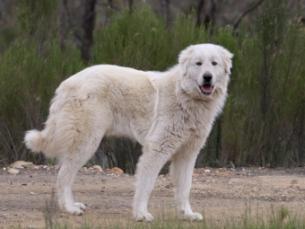 Maremma Livestock Guardian Pups For Sale - Campaspe Working Dogs
