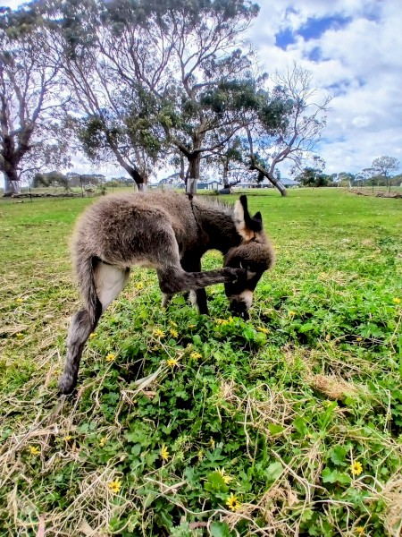 Miniature Mediterranean Donkey For Sale