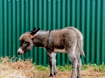 Miniature Mediterranean Donkey For Sale