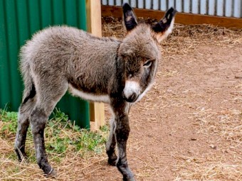 Miniature Mediterranean Donkey For Sale