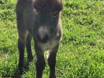 Miniature Mediterranean Donkey For Sale