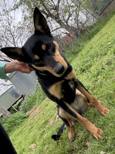 9 month old working kelpie (female)