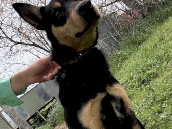 9 month old working kelpie (female)