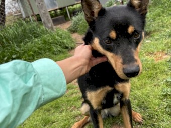 9 month old working kelpie (female)