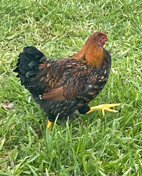 Golden Laced Wyandotte Roosters