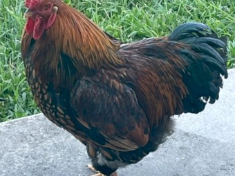 Golden Laced Wyandotte Roosters