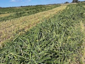 Barley Hay 700kg 8x4x3 Bales