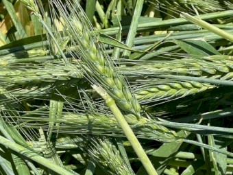 Barley Hay 700kg 8x4x3 Bales