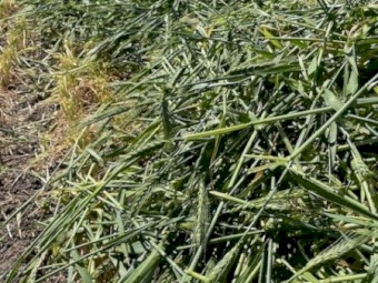 Barley Hay 700kg 8x4x3 Bales