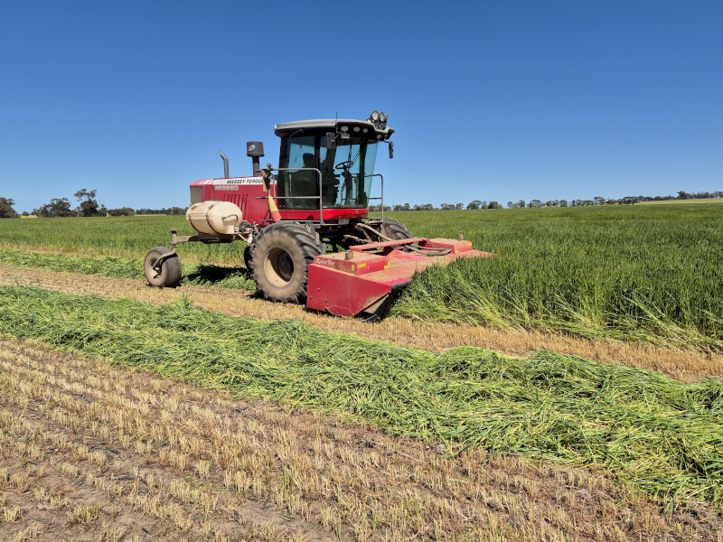 Wheaten Hay with Ryegrass 8x4x3 Bales