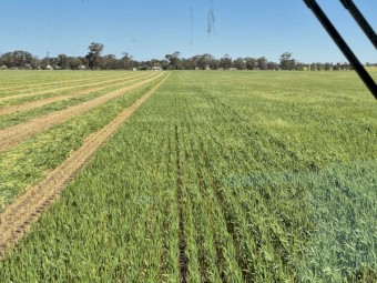 Wheaten Hay with Ryegrass 8x4x3 Bales