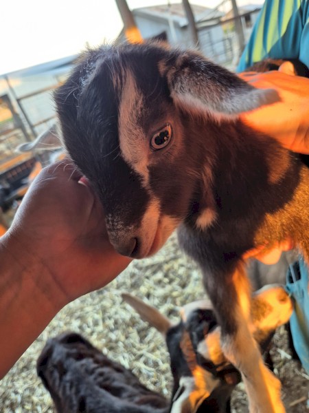 Bottle Wethers (Dairy breeds)