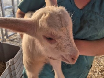 Bottle Wethers (Dairy breeds)