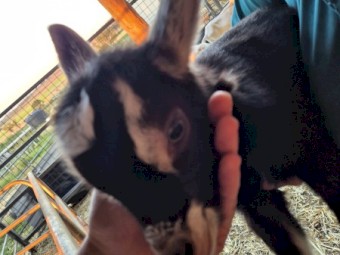 Bottle Wethers (Dairy breeds)