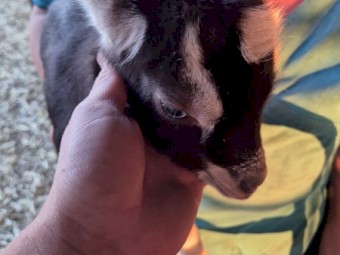 Bottle Wethers (Dairy breeds)